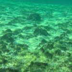 Quaqqa-Muschel im Attersee