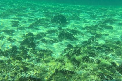 Quaqqa-Muschel im Attersee