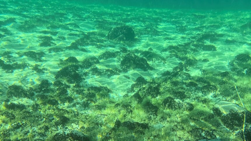 Quaqqa-Muschel im Attersee